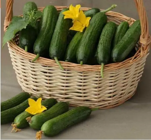 Горячая огурец бонсай, Cuke завод, зеленые овощи Флорес огурцов домашний сад