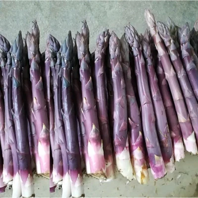 20 шт Свежие Органические спаржа OoHigh yield овощи