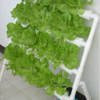 

Plastic Vegetable Net Cups Slotted Mesh For Hydroponics/Aquaponics/Orchids