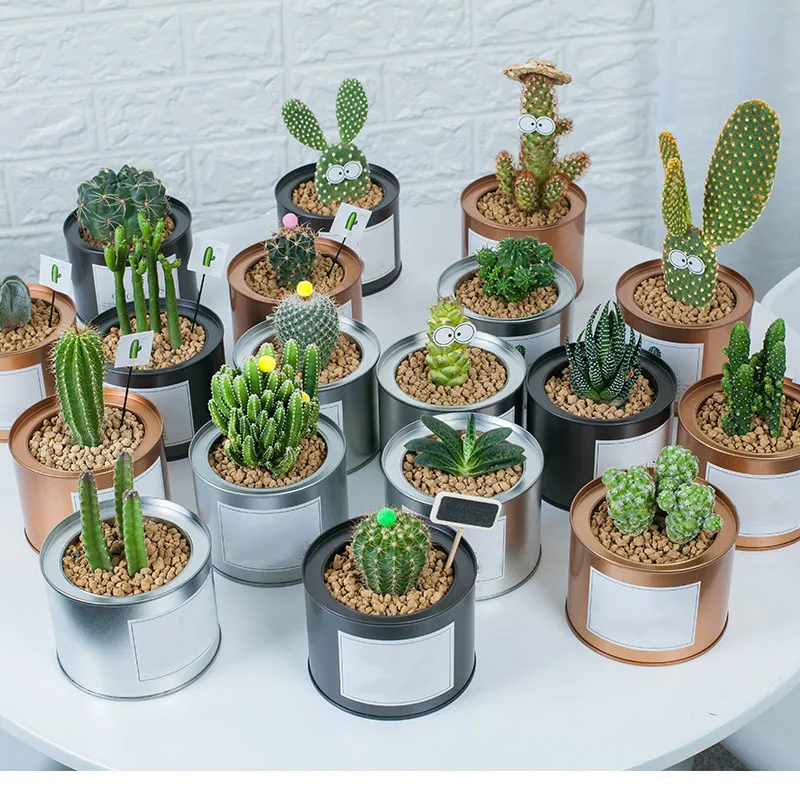 

2pcs 100x75mm Mini Succulent Plant Pots,lower Pots for Succulents Cactus Display, Crafts, Wedding Favors(Plants NOT Included)
