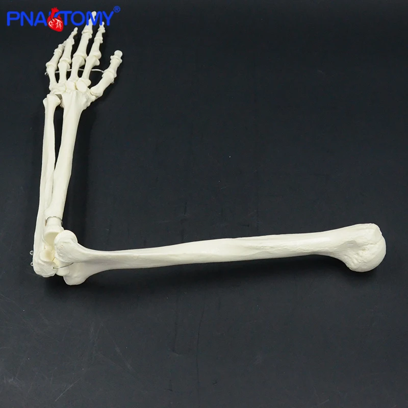 FHUILI Upper Arm Skeleton Bone Model - 1:1 Life Size Arm Skeleton Model ...