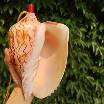 

1pcs Large Natural Conch Shell Mountain Water Snail Shell Conch Creative Whistle That Can Be Blown Conch Children's Toy Gift