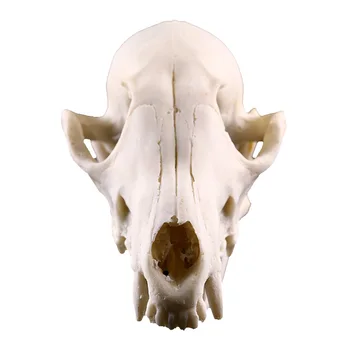 

Resin Crafts Animal Skull Model Dog Cat Mouse Skull Teaching Skeleton Model Creative Home Ornaments Halloween Decoration