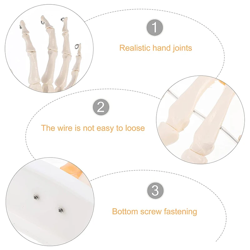 Human Hand Joint Anatomy Model Medical Science Teaching Resources