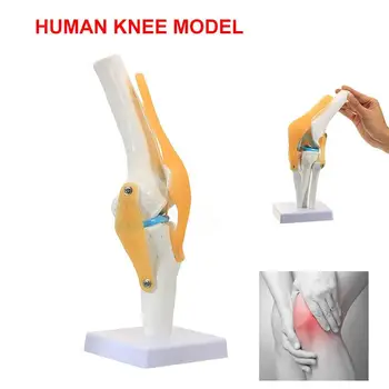 

Medical Model Reference Skeleton Study Anatomy Anatomical Base PVC Durable Specialized Skeleton Anatomy Model Manual