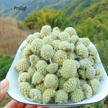 

Ngryise 200Gram A Set Edgeworthia chrysantha