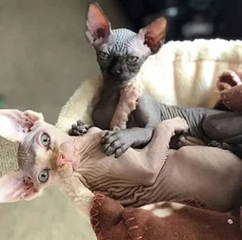 

Daimond Painting Full Square/Round Drill Cat Minskin 5D Diamond Embroidery Painting Cross Stitch Mosaic Picture Art M1904