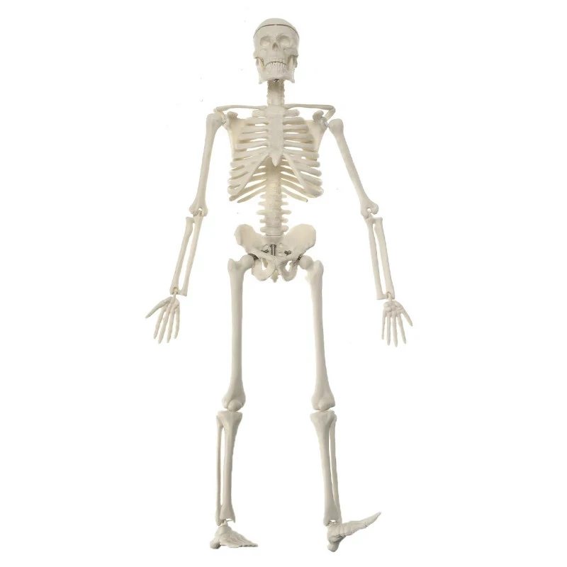 l-Medical-LearnAid-Anatomy-human-skeletal-model-Fast-Delivery-From-Russian.jpg_Q90.jpg_.webp (1).jpg