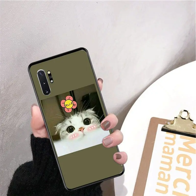 Cute funny funny kitten cat