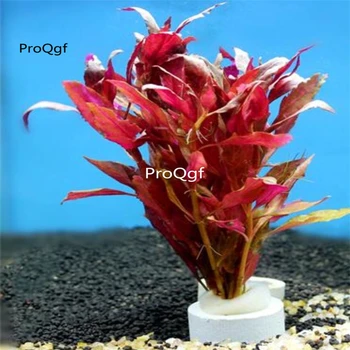 

Ngryise 5Pcs Alternanthera reineckii