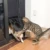Pet Cat Dog Door Safe Lockable Magnetic Screen Door Dogs Cats Window Gate For Pets Freely Fashion Pretty Pattern Easy Install