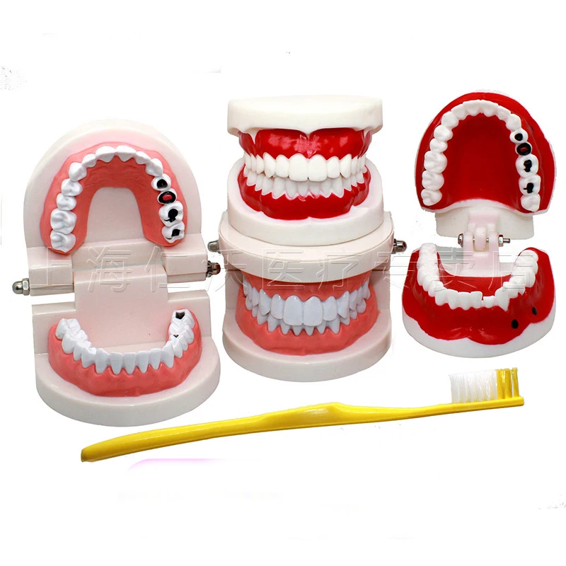 

Standard Dental Model Dentures Kindergarten Brushing teeth teaching Oral Models