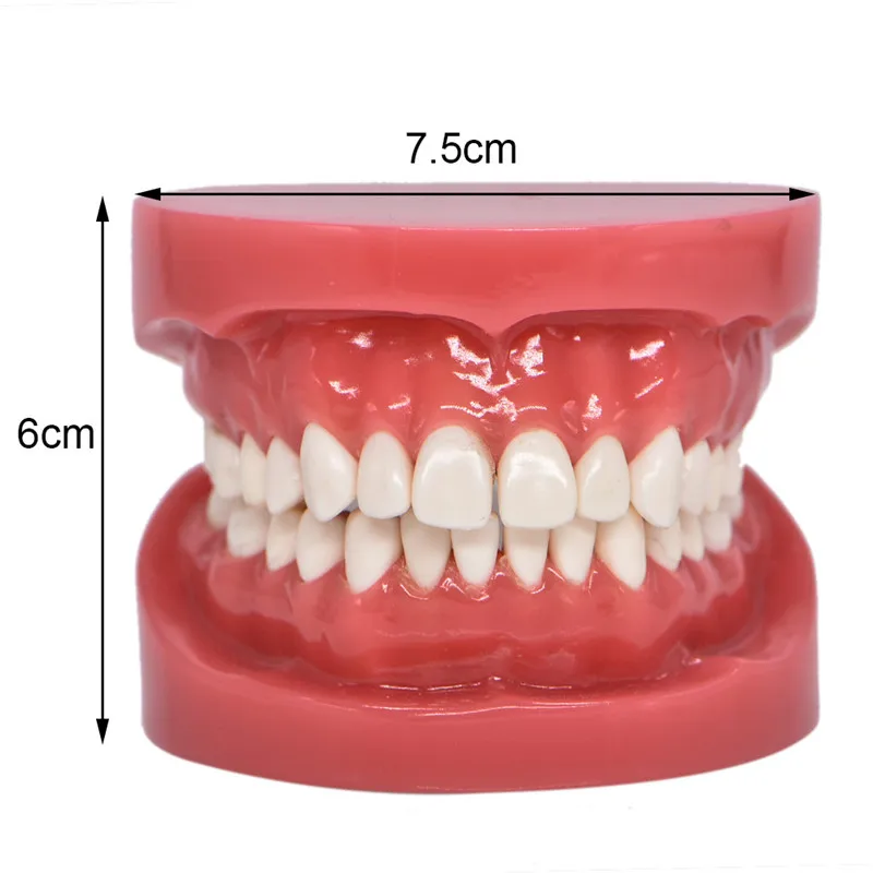 Gigi Keras Gusi Model Pengajaran Tidak Dilepas Gigi Atas Rahang Bawah Model Gigi Dewasa Standar 1 1 Praktek Model Lab Gigi Mekanik Aquipment Bahan Habis Pakai Aliexpress