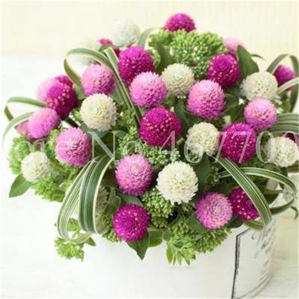 100 шт микс Gomphrenae Globosa бонсай цветок глобус Амарант, Сад Открытый Цветочные садовые горшки, посадка простая, легко выращивать