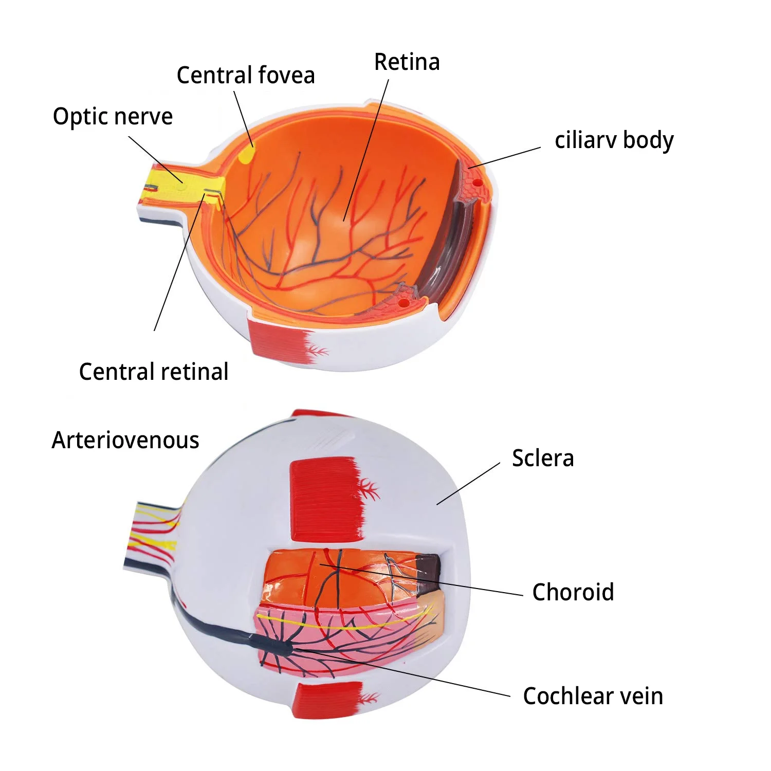 Internal Eye Anatomy Model