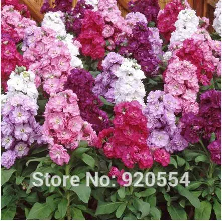 Настоящие 200 шт mattiola incana, Gillyflower смешанные цвета DIY Сад