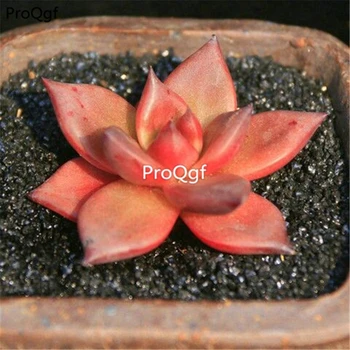 

Ngryise 2pcs a set echeveria romeo