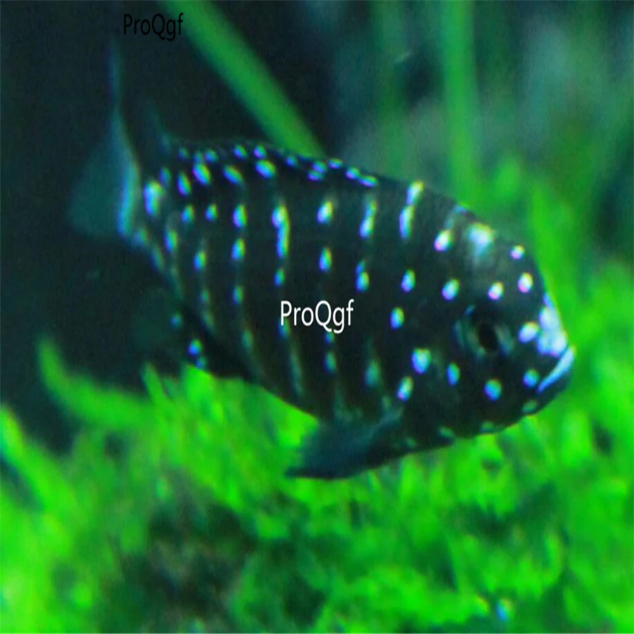 Ngryise 1Pcs A Set Tropheus Duboisi