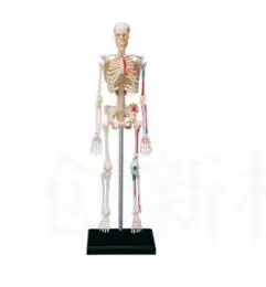

4D skeleton anatomical model 46 parts human anatomy model, new 3D skeleton assembly model free shipping