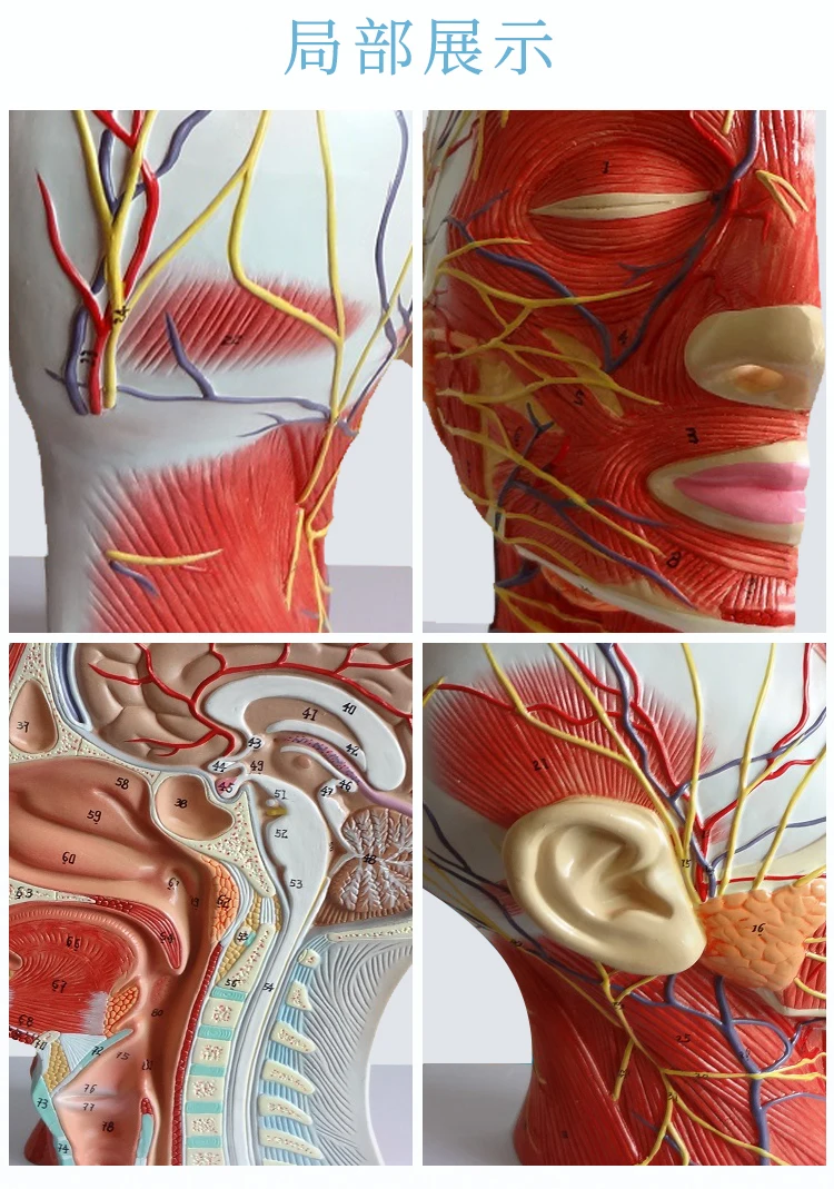 Человек, череп с мышцами и нервами кровеносный сосуд, головной раздел, человеческая анатомическая модель. Школа для медицинской учебной