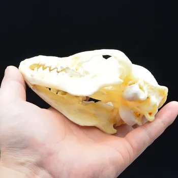 

Chinese Recoon Dog Skull Specimen Taxidermy Complete Dentures Bleach Sterilization Skull Specimens Animal Model M5593