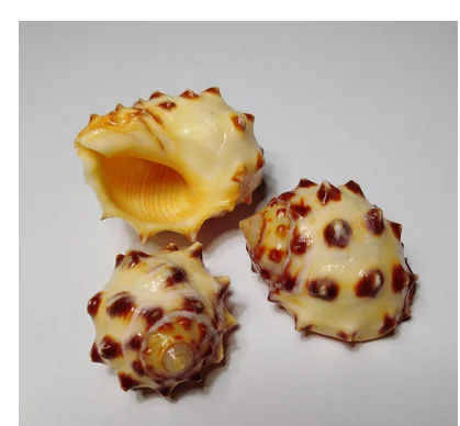 Натуральные раковины Конча личи музельки украшения аквариума Каури schelpjes zeeaquarium Декор