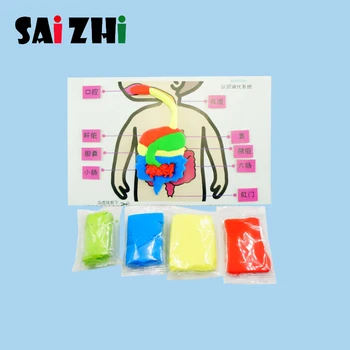 

Saizhi Diy Human Digestive System Model Toy Developing Intelligent Science Education STEM Toys Birthday Gift