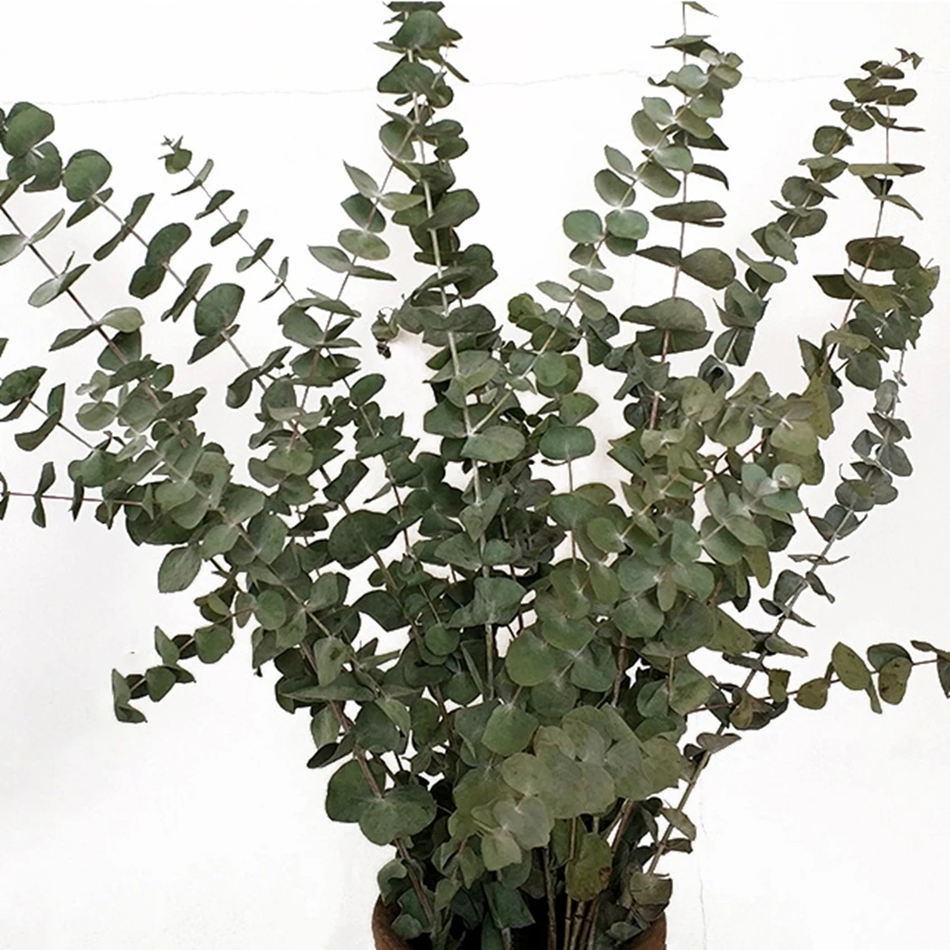 

10pcs Plant Branches Leaves Bunch Decorative Dried Eucalyptus Leaves Leaf Branches for Home Wedding Decoration indoor
