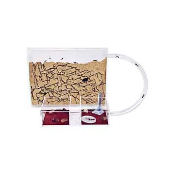 

Ant Farm Medium with free Ants and Queen - Educational formicarium for LIVE ants
