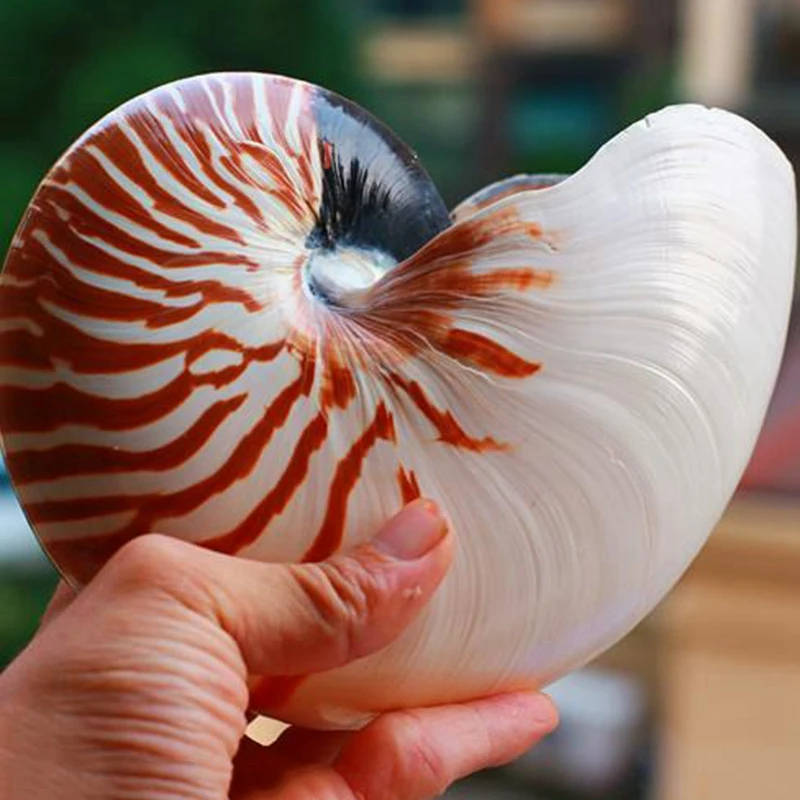 14-16 см 5,5-6,3 дюймов натуральный Nautilus Seashell Tiger, украшение для дома