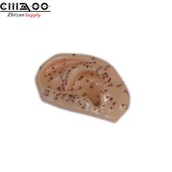 

Ear Acupuncture Model Chinese medical Teaching Model
