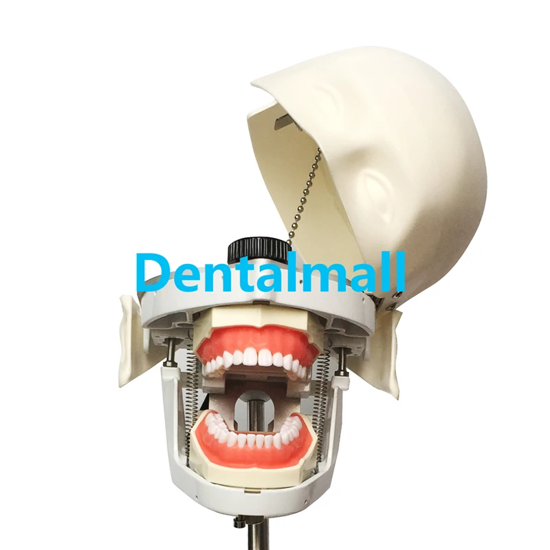 Стоматологический манекен и модели фантомная головка для обучения и обучения в стоматологических классах Стоматологическая Студенческая Модель