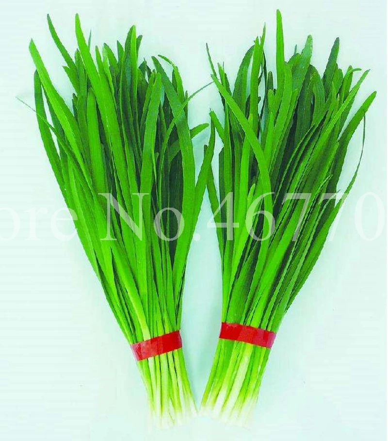 300 шт./пакет китайский лук Everygreen без ГМО вкусный сочный порей огород завод для цветочного горшка кашпо легко растить