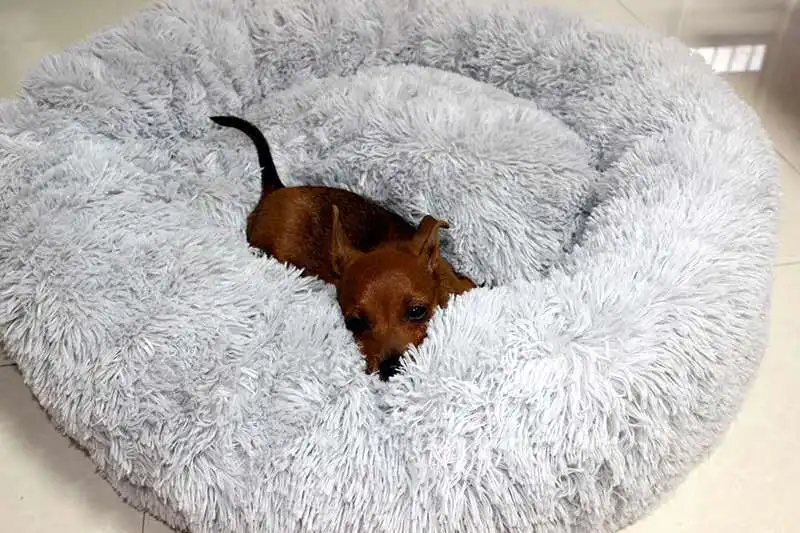 dogs bed