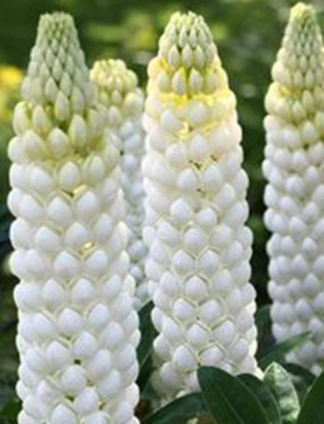 AB681254640BEE843FD872D8B311D987
