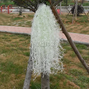 

Green Plant Soft Glue Air Grass Wall-Mounted Green Artificial Plant Wall with Wood Plants tai xian cao Wall-Mounted