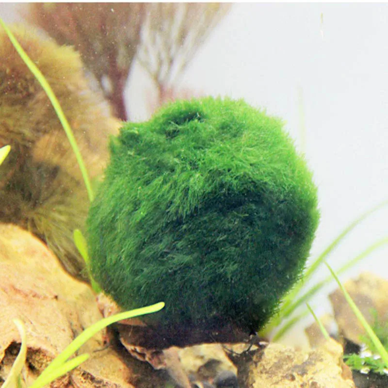 Новые аквариумные моховые шарики для водных видов искусства, украшение из натурального живого растения/шарики для обитания, травяная креветка для воды