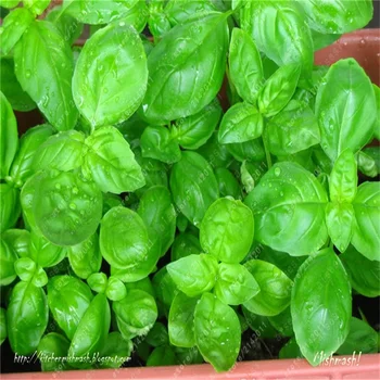 

Plant Bath Salts Sweet Basil Essence 100Pcs XZZ-55