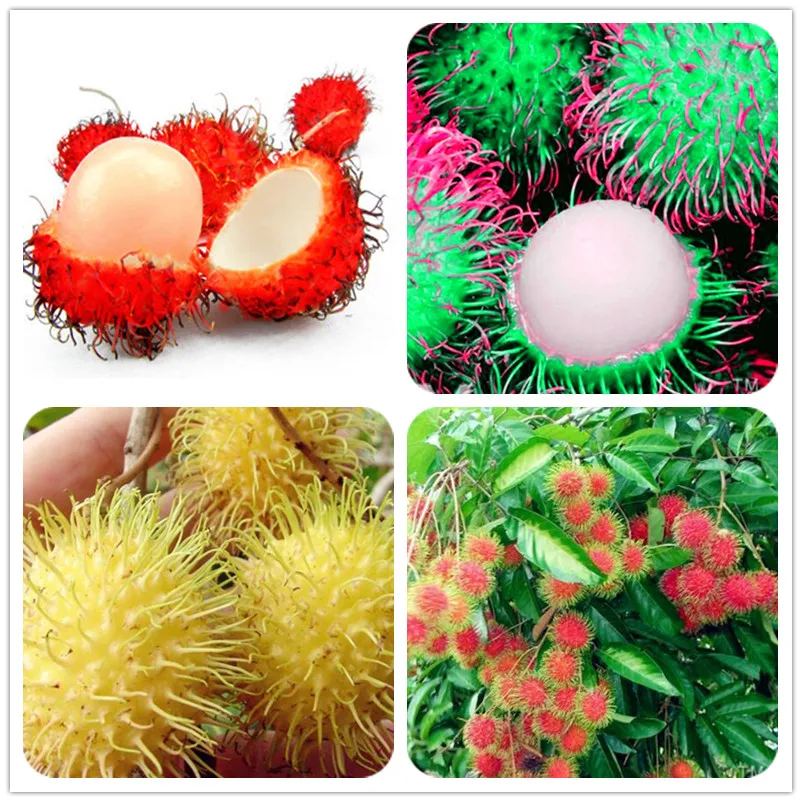 

50 Pcs Mixed Rambutan Bonsai, Malaysia Miracle Delicious Fruit Tree,Sweet Giant Plant Tree Plant For Home Garden Gift For Kids
