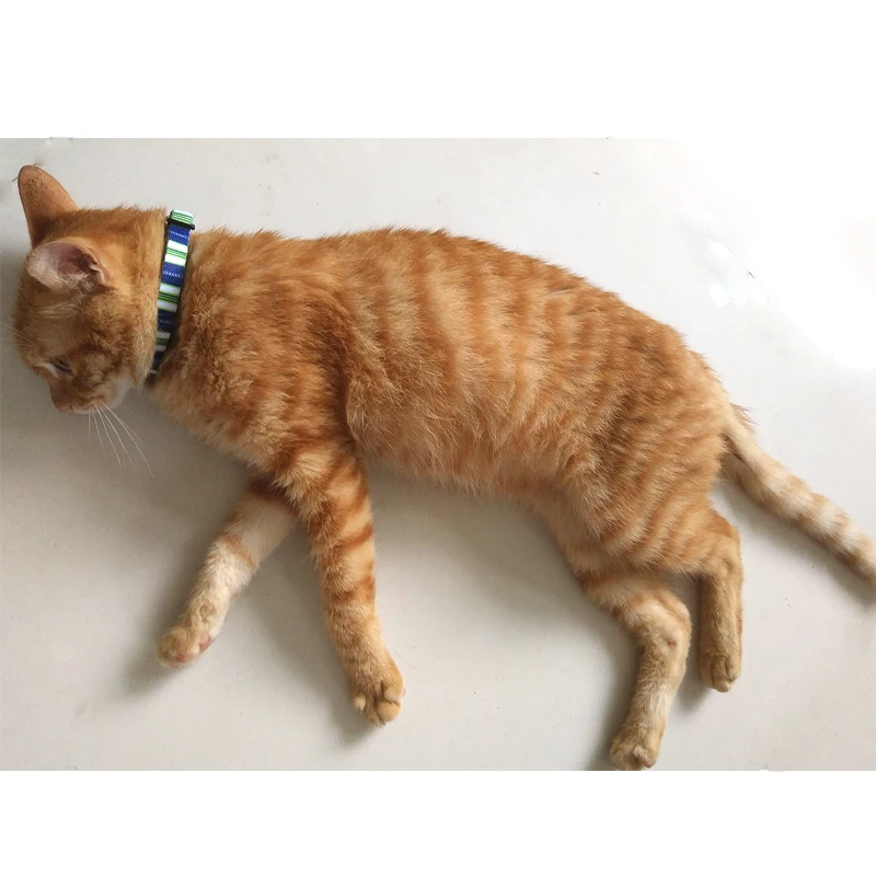 Pet Collar necklace Bell Charm Cat supplies Custom Safety Cat Collar bell Personalized Cute Kitten Puppy Collars with Bell