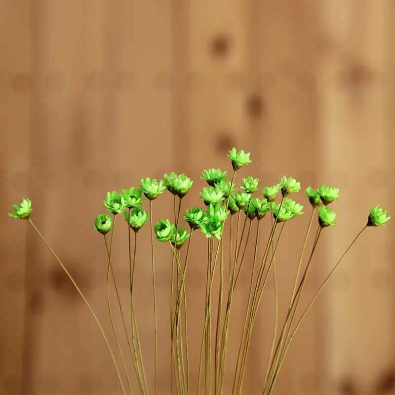 60 стеблей, Denisfen, звезда, хризантема, декоративные сушеные цветы, натуральные растения, маленькая Маргаритка, сделай сам, украшение для дома, аксессуары - Цвет: Зеленый