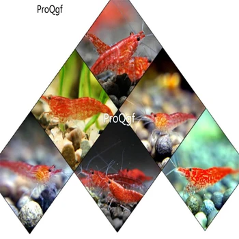 

Ngryise 2Pcs A Set cherry shrimp