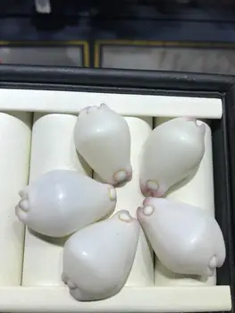 

Rare Beautiful Beach Sea Shell Real Sea Shell Mix Sea Shell Starfishes Shells Craft SeaShell Aquarium Decal Decor Crafts