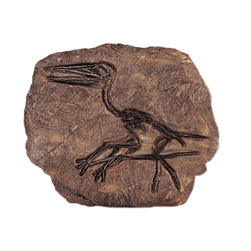 

Tyrannosaurus Rex Dinosaur Fossil Jurassic Cretaceous 130 Million Years Old