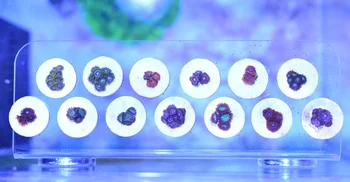 

SPS phyto plus coral frag rack stand bracket strong magnet fix aquarium fish reef tank plat top