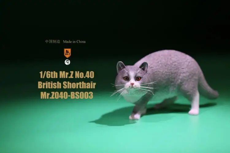1/6 Resin Animal Model Mr.Z Animal Model 1/6 Scale British Shorthair Cat MRZ040-BS For 12" Action figure soldier