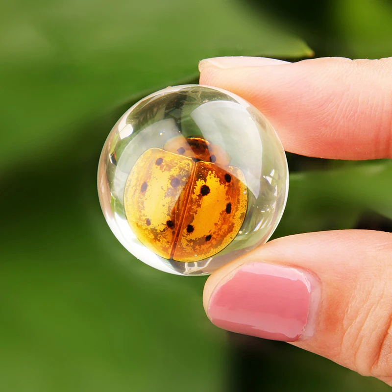 learning toy for Children Real Insect Specimens Clear Resin Amber Early Education Tools Children Toys School Teaching Home Decor