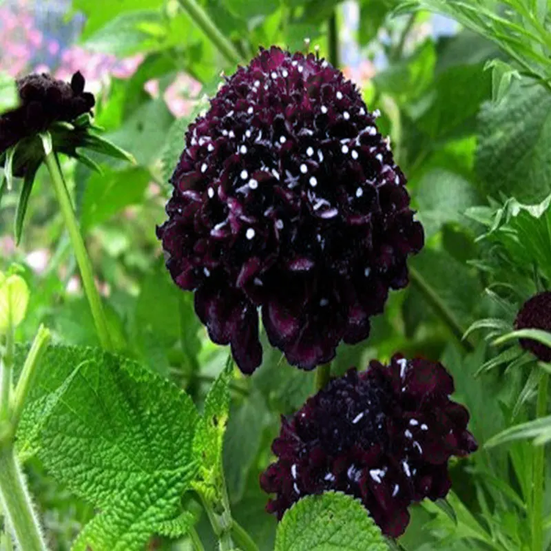 50 шт. свежий настоящий Scabiosa atropurpurea flower S - Цвет: 4