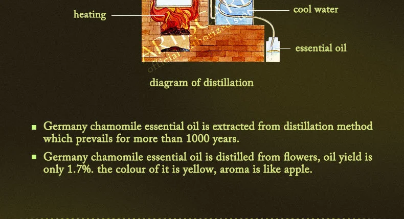 chamomile_18