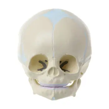 

1: 1 Human Fetal Baby Infant Medical Skull Anatomical Skeleton Model Teaching Supplies for Medical Science